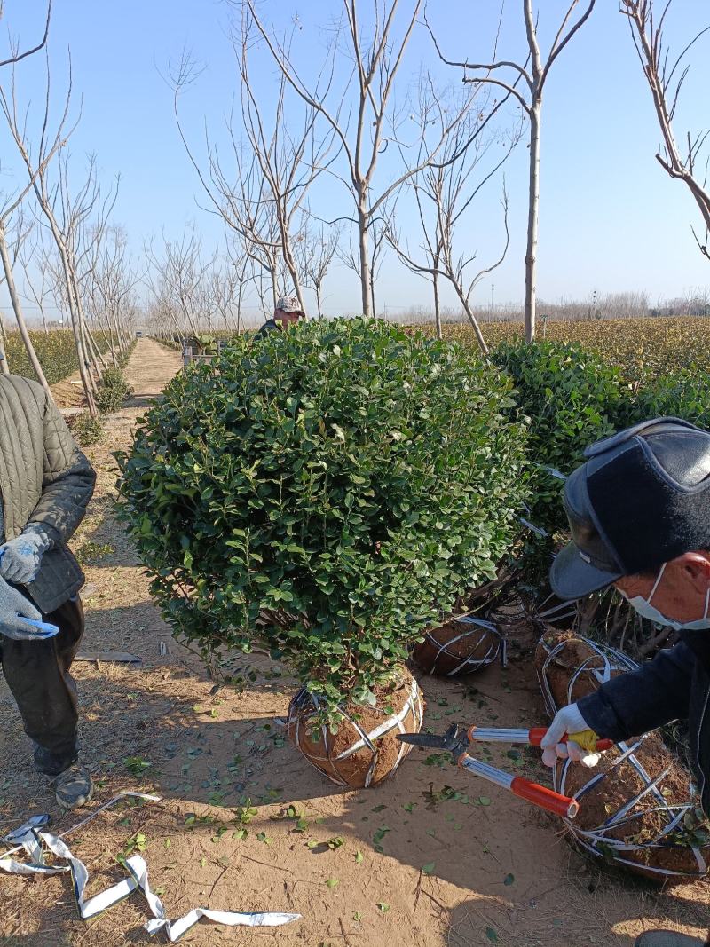 卫矛球，40到1.5米冠幅，量大从优，欢迎新老客户咨询订