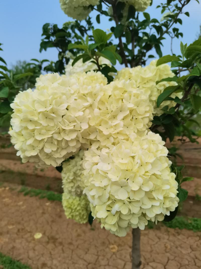 【牛商推荐】【中华木绣球】大量供应规则齐全可视频看货