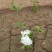 【牛商推荐】【中华木绣球】大量供应规则齐全可视频看货
