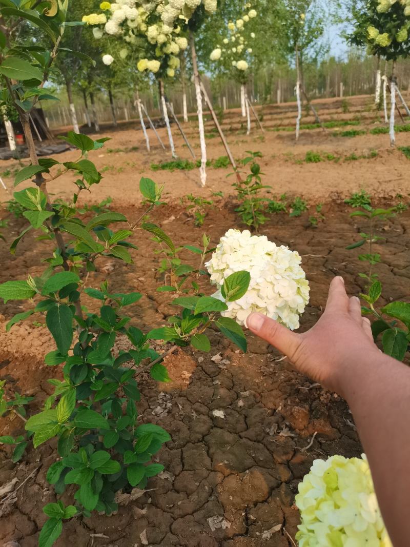 【牛商推荐】【中华木绣球】大量供应规则齐全可视频看货