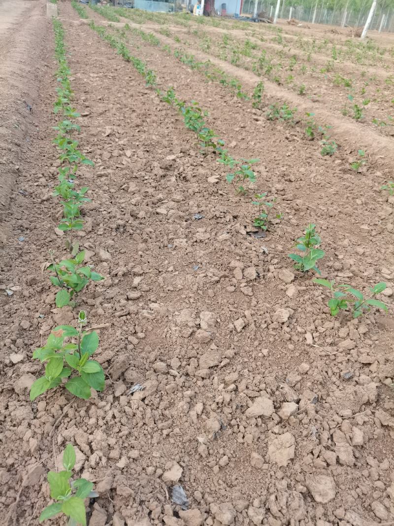 【牛商推荐】【中华木绣球】大量供应规则齐全可视频看货