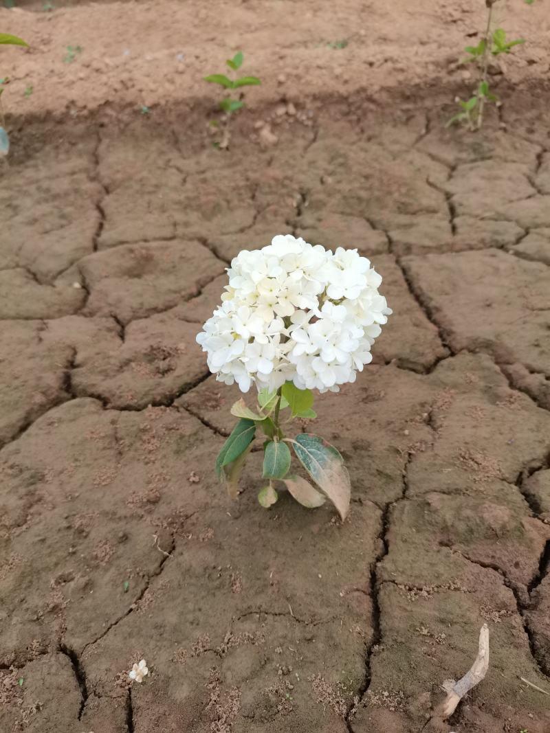 【牛商推荐】【中华木绣球】大量供应规则齐全可视频看货
