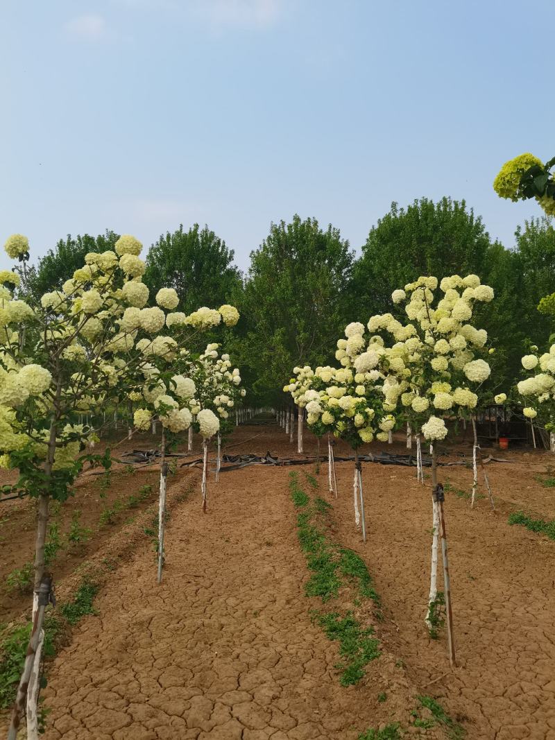 【牛商推荐】【中华木绣球】大量供应规则齐全可视频看货