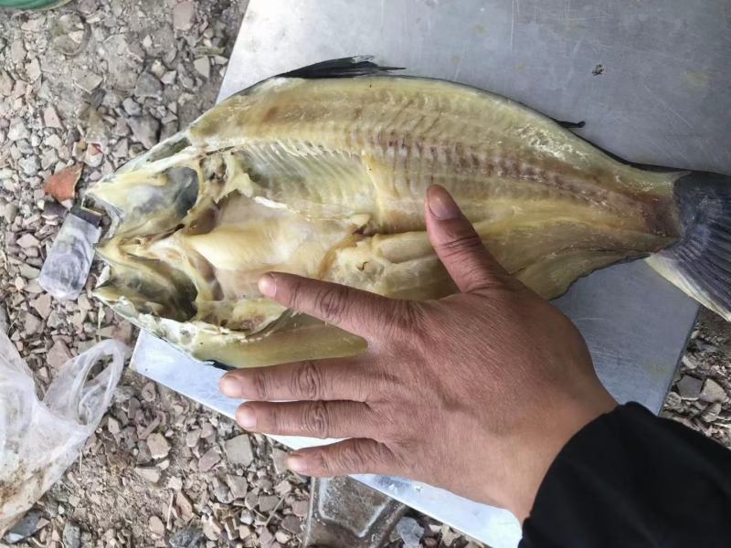 巴沙鱼干开背巴沙鱼干烤鱼巴沙鱼八成干