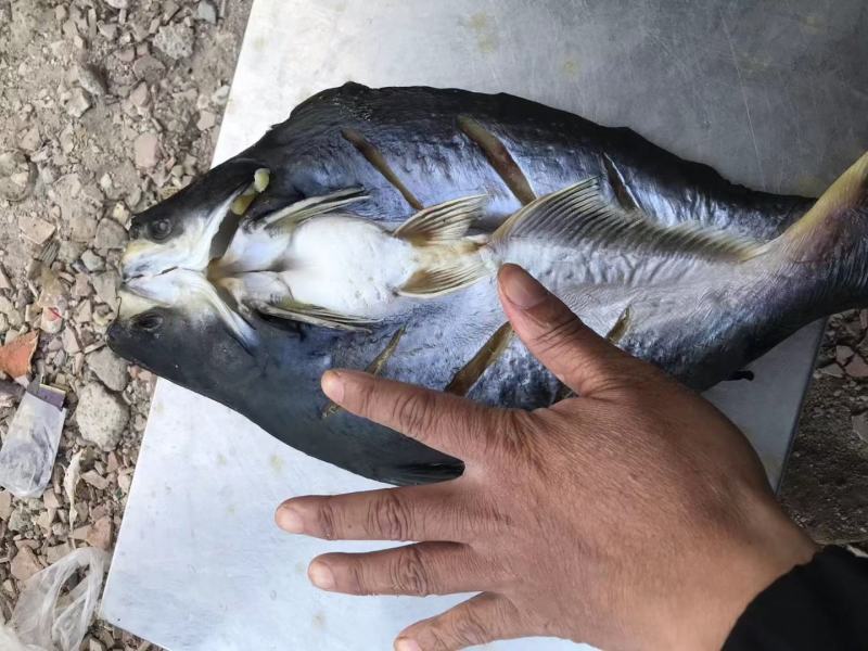 巴沙鱼干开背巴沙鱼干烤鱼巴沙鱼八成干