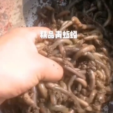 活体商品青蚯蚓