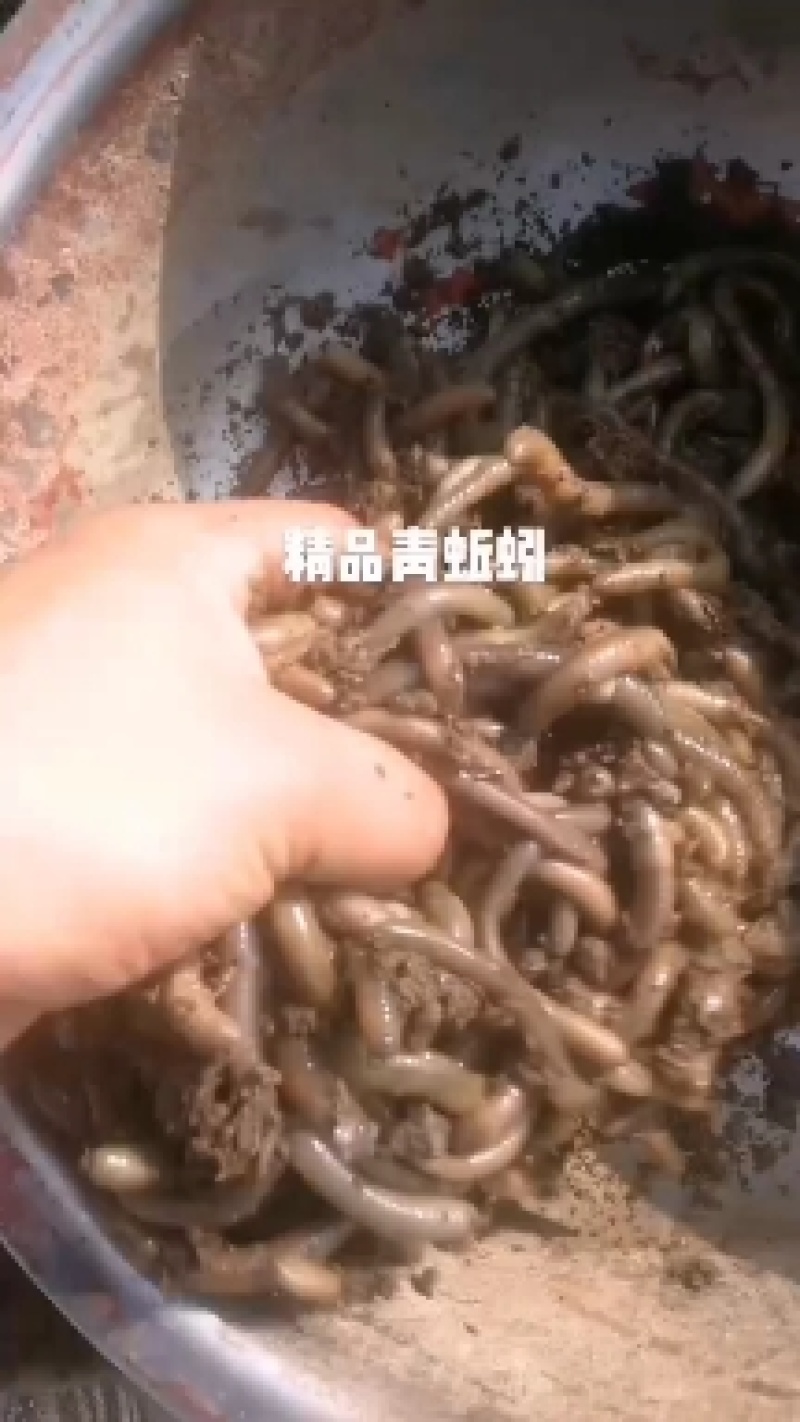 活体商品青蚯蚓