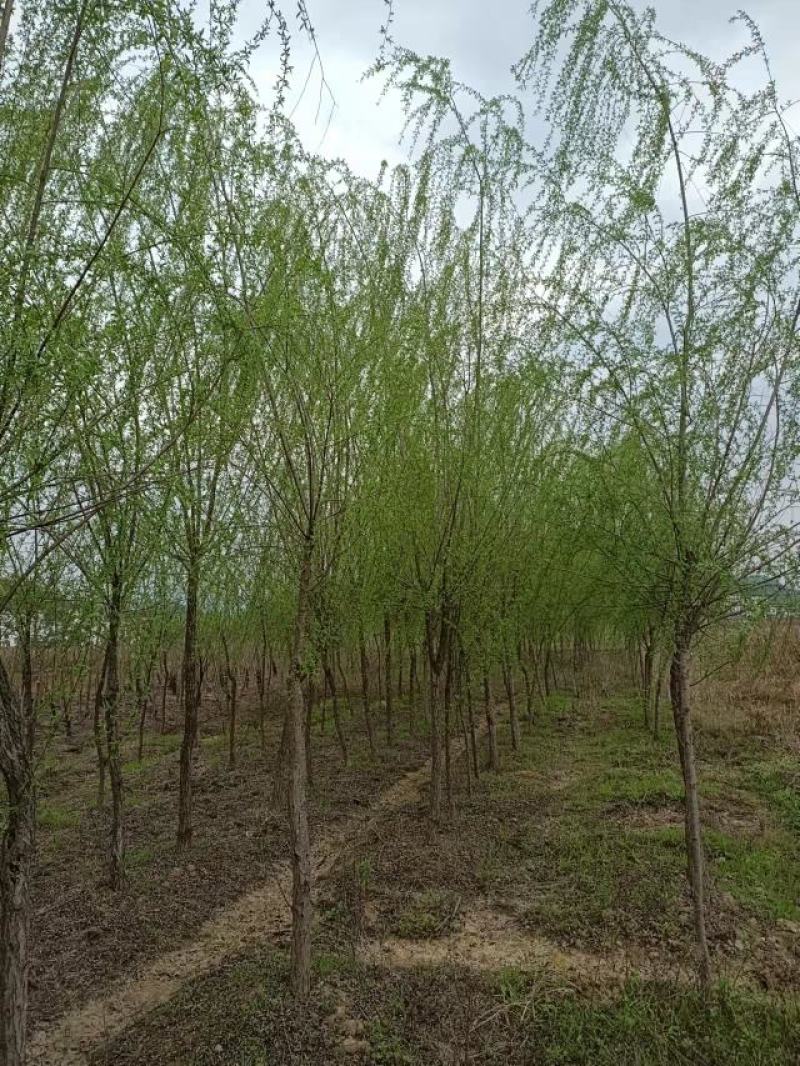 垂柳‘4公分，6公分，8公分，10公分大量有货