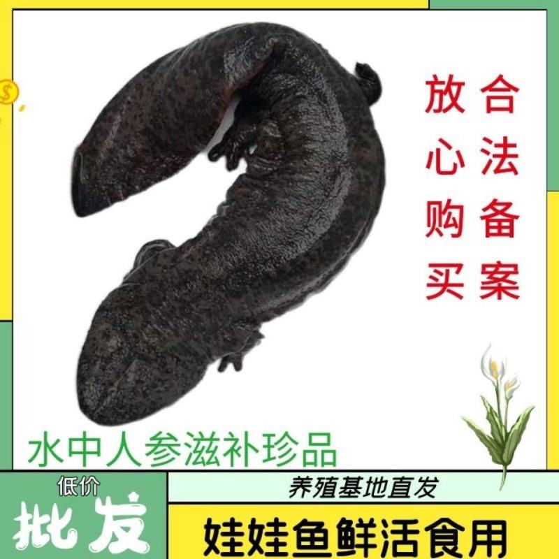 好货推荐特别推荐生态大鲵娃娃鱼活鱼月子餐汤营养丰富