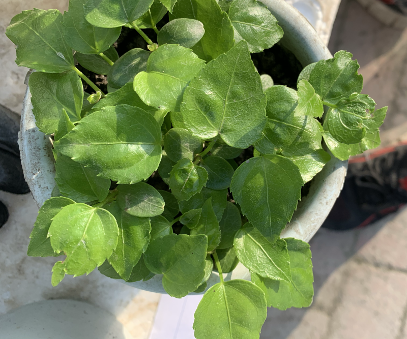 八角金盘幼苗有现货需要的老板欢迎选购