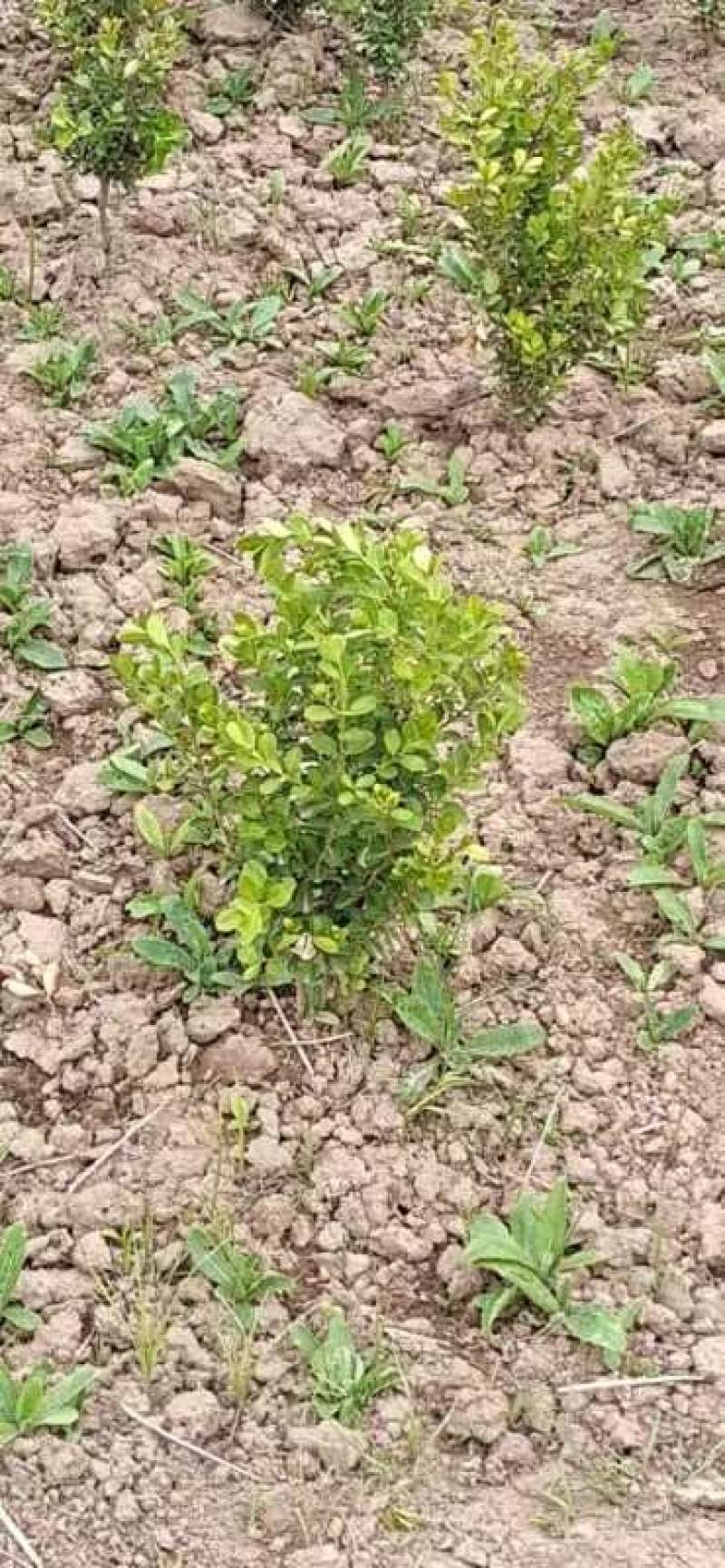 陕西周至营养体小叶黄杨货源充足欢迎老板考察。