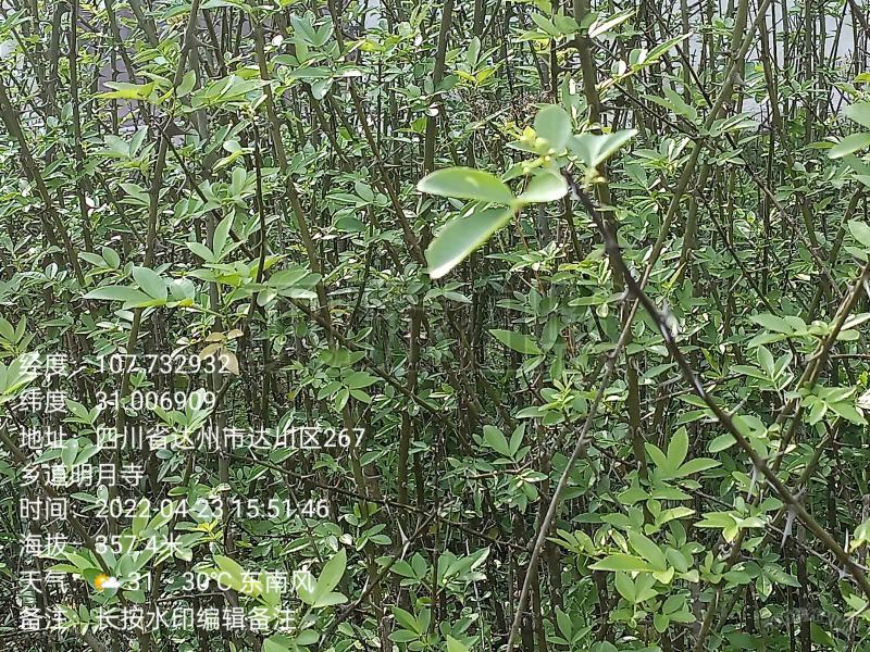花椒苗