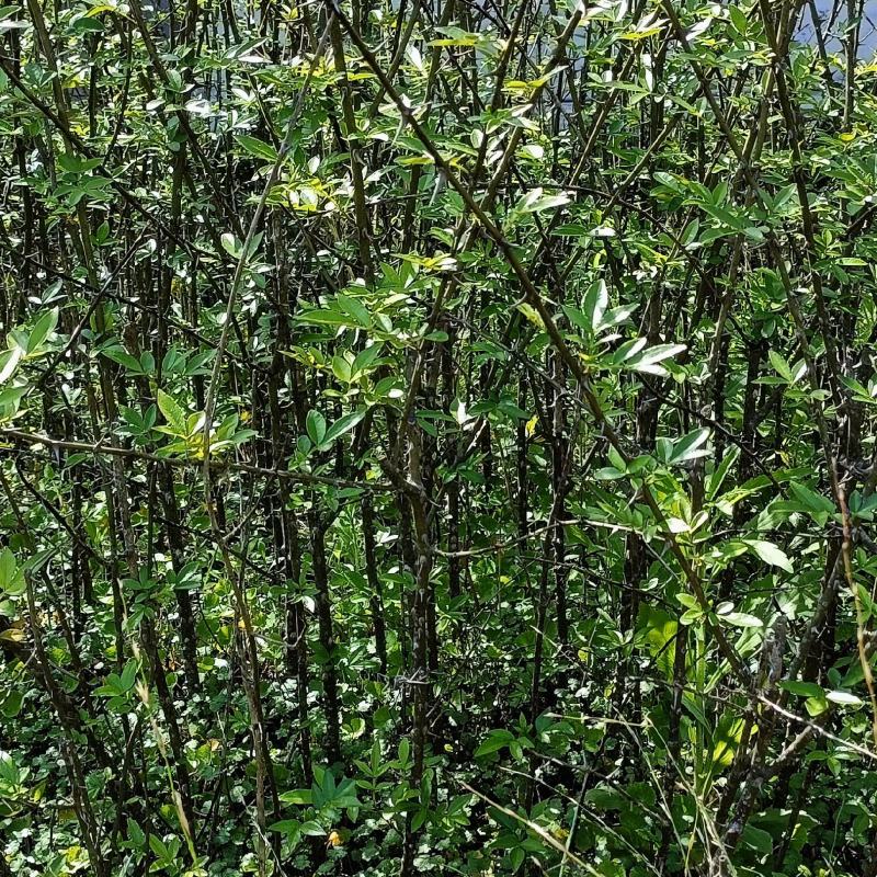 花椒苗