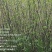 花椒苗