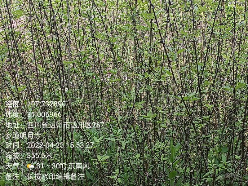 花椒苗