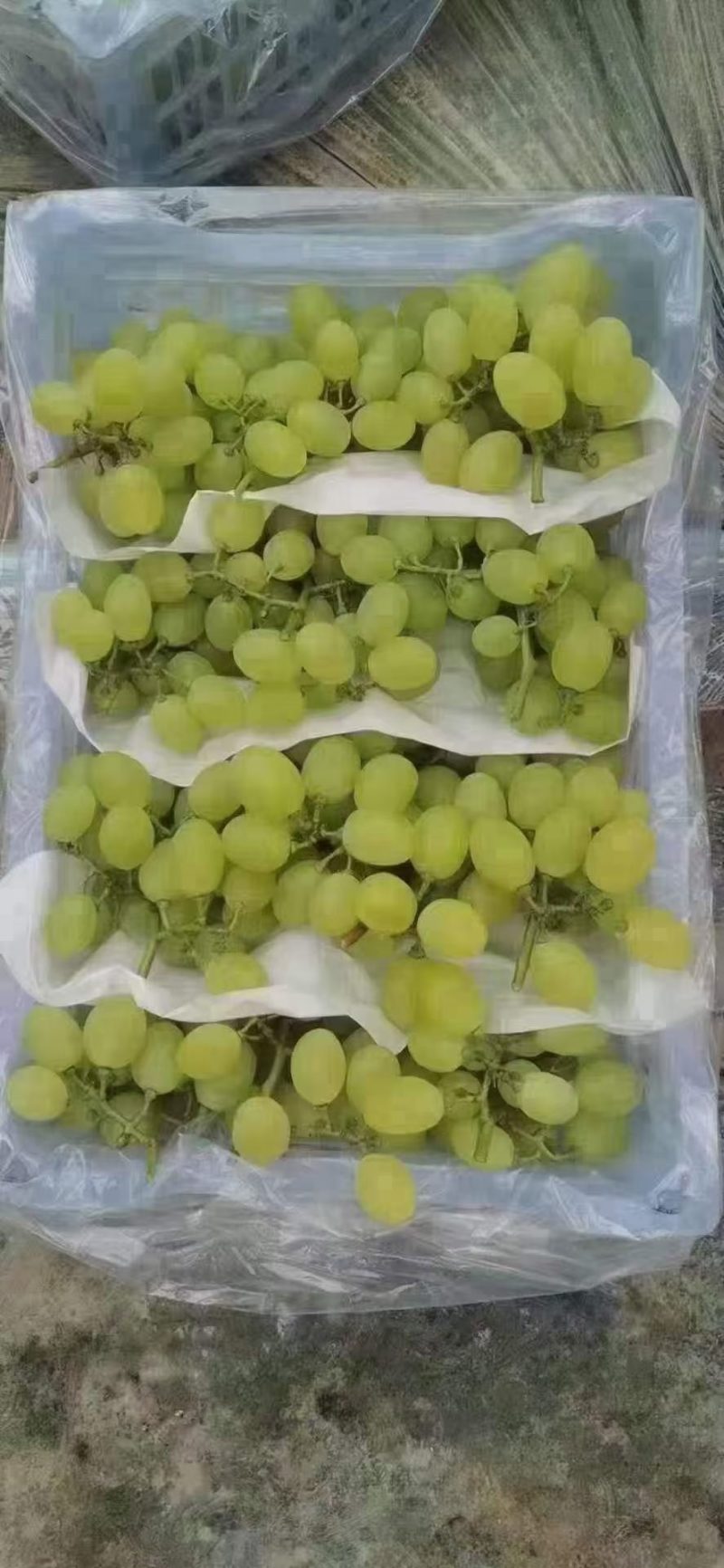 【牛商推荐】精品葡萄维多利亚葡萄产地直发中，货源充足