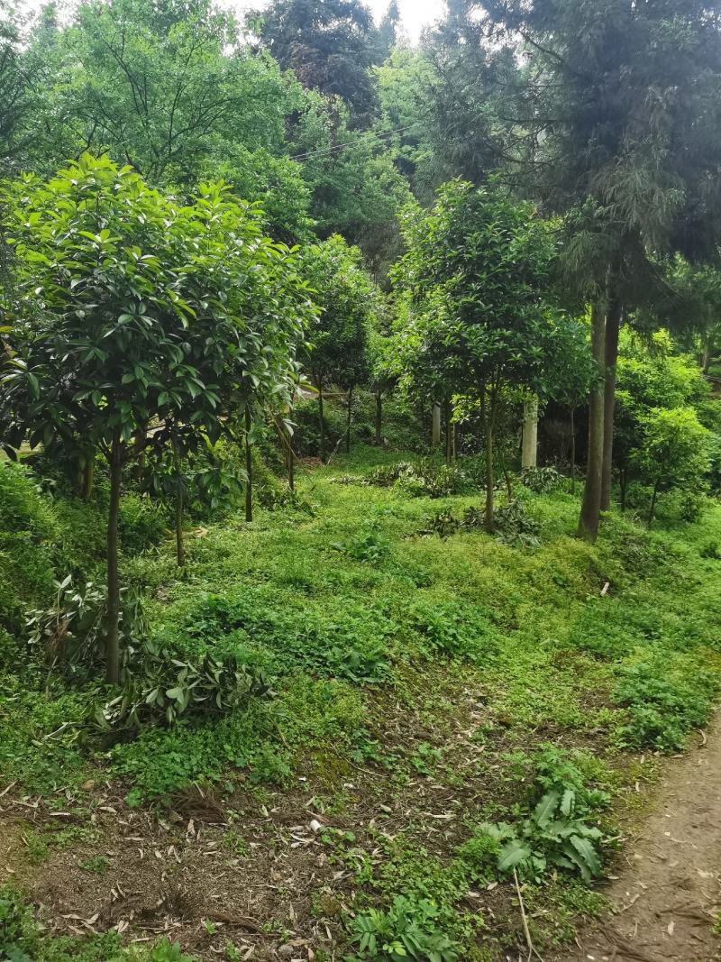 桂花树