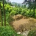 桂花树
