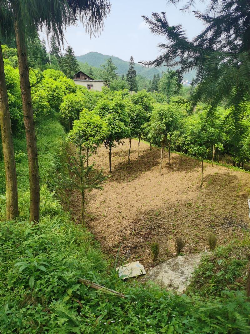 桂花树