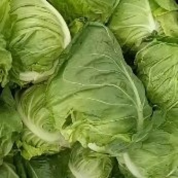 牛心菜