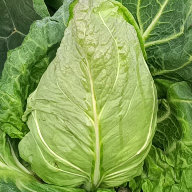 牛心菜