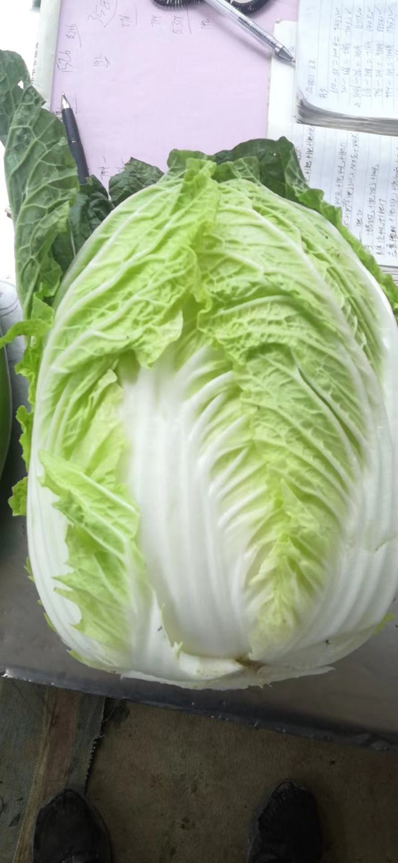 【热卖】黄心大白菜，量大价更优，欢迎各位老板进店咨询选购