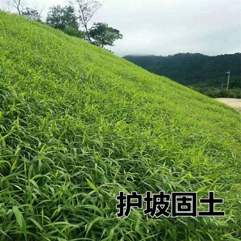 狗尾草种子旱地牧草杂草观赏型护坡狗尾巴草紫穗狼尾草种子芮