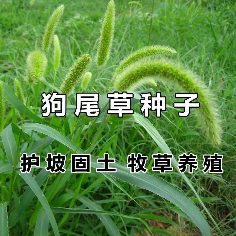 狗尾草种子旱地牧草杂草观赏型护坡狗尾巴草紫穗狼尾草种子芮