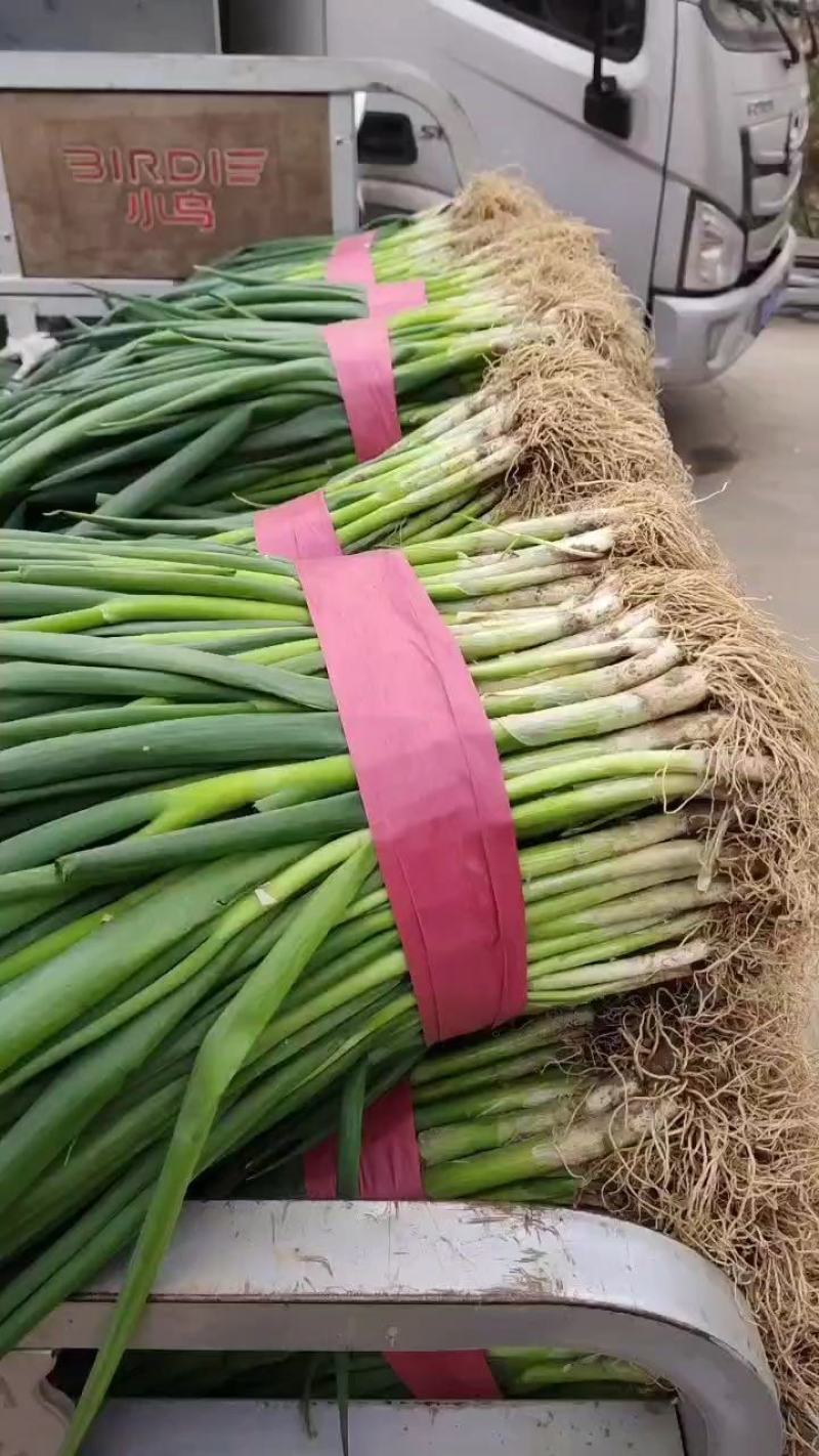 精品葱苗，产地直发！交通便利！发往全国各地！各种包装！