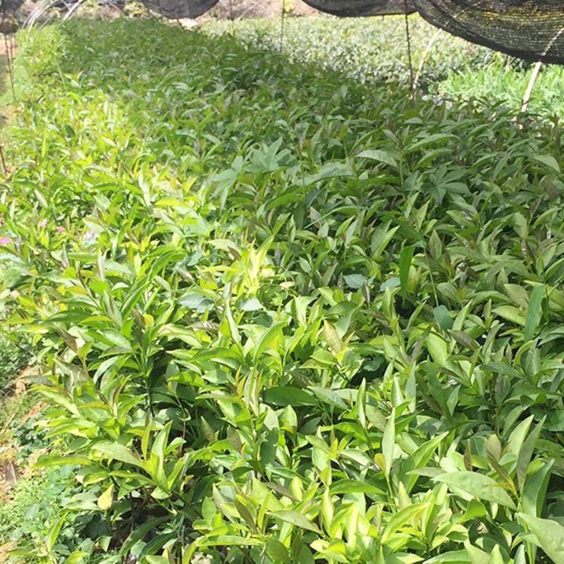 双色茉莉小苗鸳鸯茉莉袋苗双色茉莉花工程苗批发