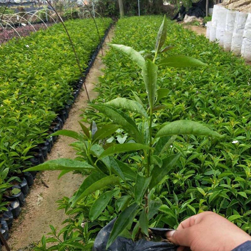 双色茉莉小苗鸳鸯茉莉袋苗双色茉莉花工程苗批发