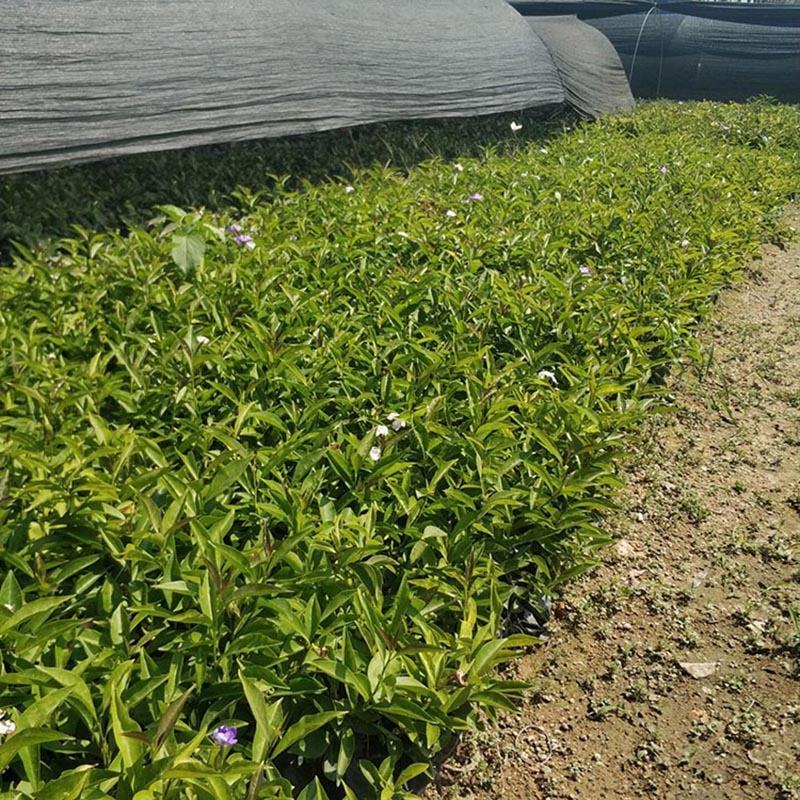 双色茉莉小苗鸳鸯茉莉袋苗双色茉莉花工程苗批发
