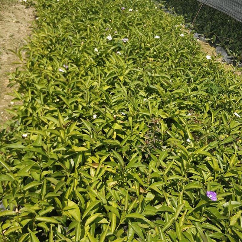 双色茉莉小苗鸳鸯茉莉袋苗双色茉莉花工程苗批发