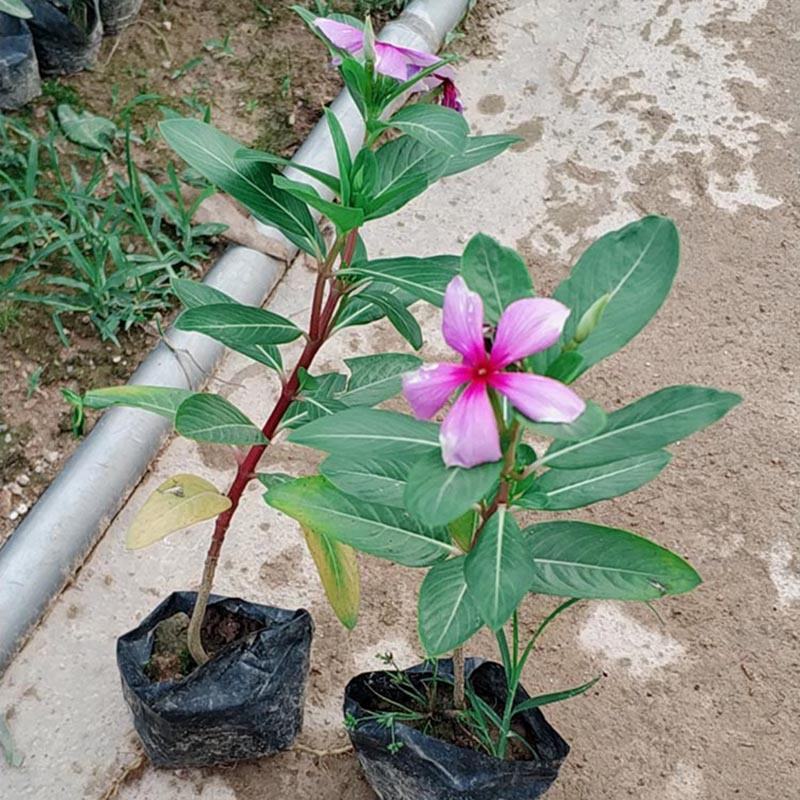 长春花地被苗观花植物长春花容器苗小苗大量供应