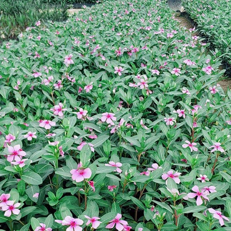 长春花地被苗观花植物长春花容器苗小苗大量供应