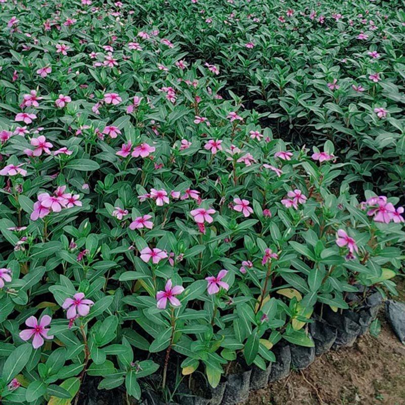 长春花地被苗观花植物长春花容器苗小苗大量供应