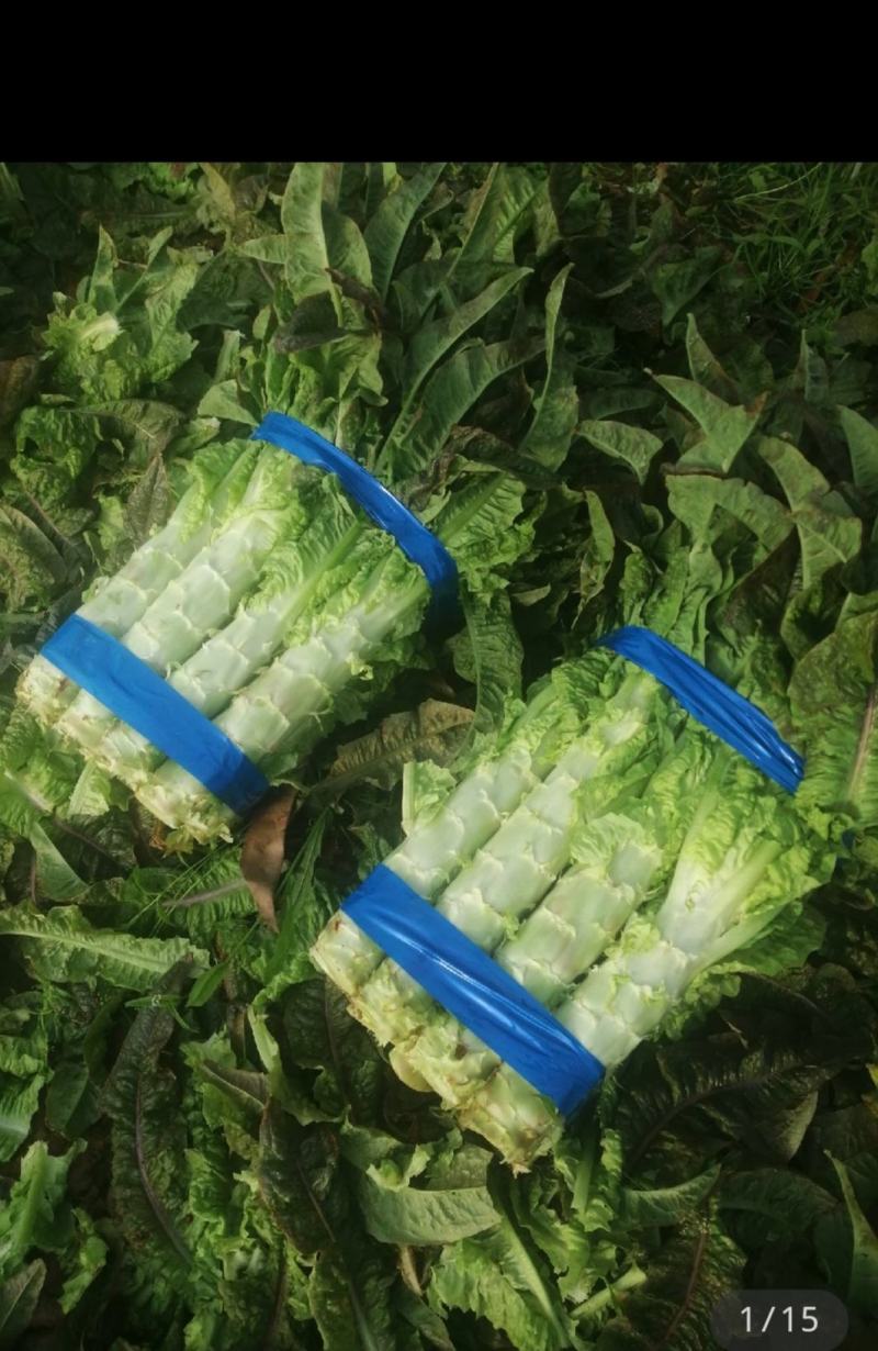 贱卖！贱卖！贱卖！自己基地种植的，出售光杆莴苣