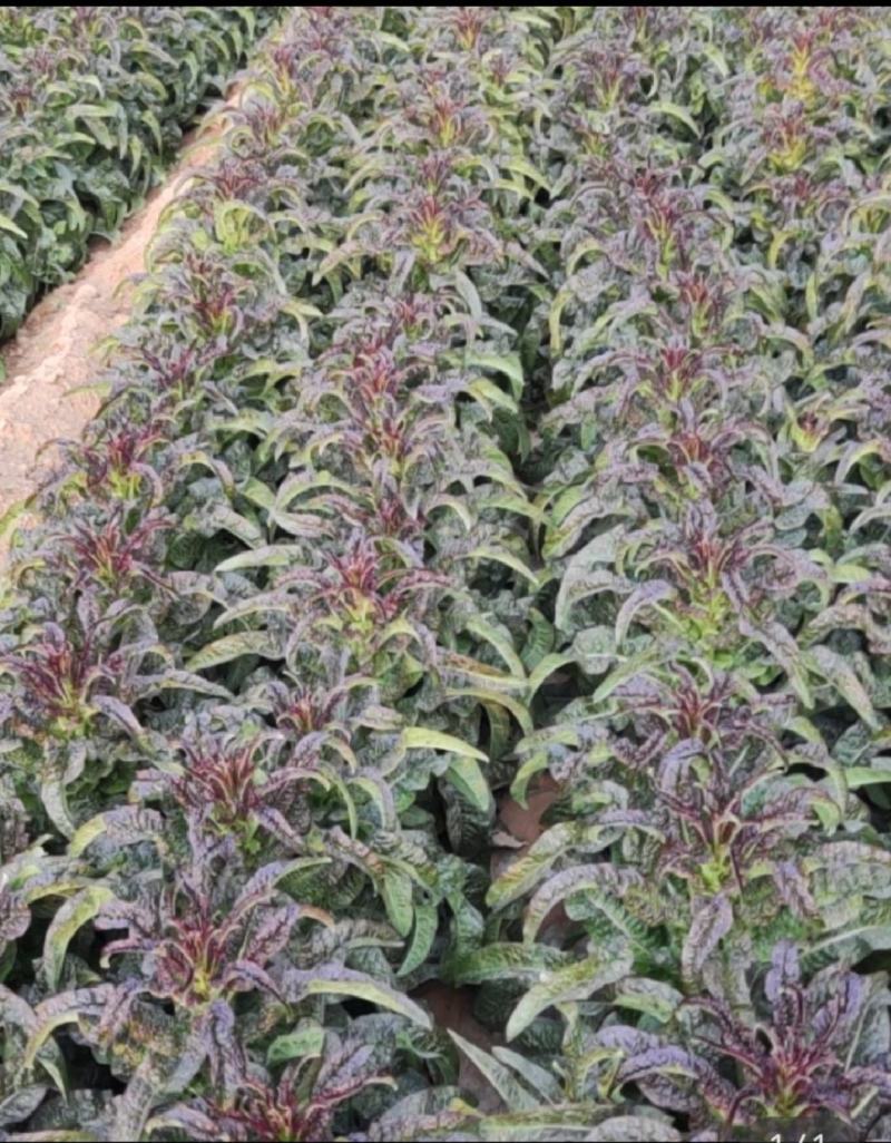 贱卖！贱卖！贱卖！自己基地种植的，出售光杆莴苣