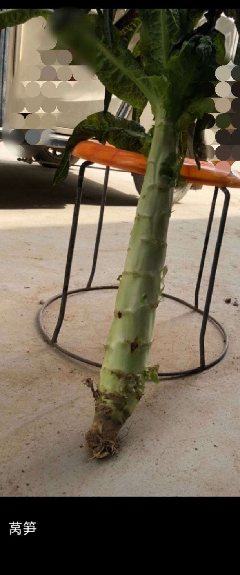 贱卖！贱卖！贱卖！自己基地种植的，出售光杆莴苣