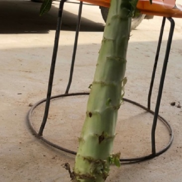 贱卖！贱卖！贱卖！自己基地种植的，出售光杆莴苣