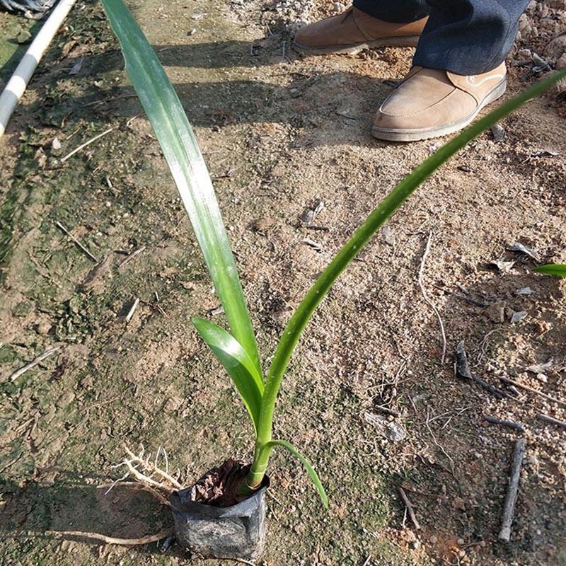 蜘蛛兰小苗批发蜘蛛兰容器苗水鬼蕉绿化工程苗