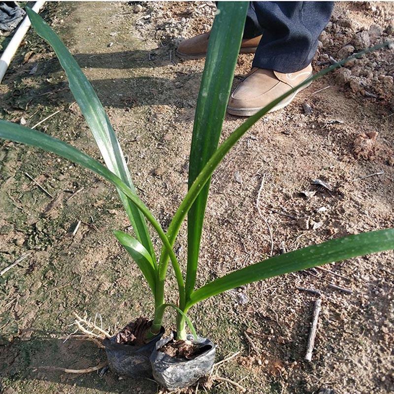 蜘蛛兰小苗批发蜘蛛兰容器苗水鬼蕉绿化工程苗