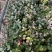 190#花叶洛石基地大量生产量大私聊