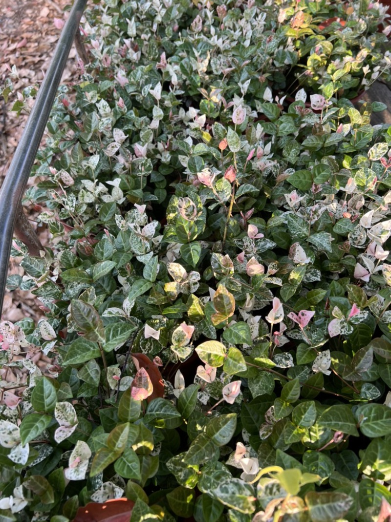 190#花叶洛石基地大量生产量大私聊