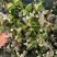 190#花叶洛石基地大量生产量大私聊