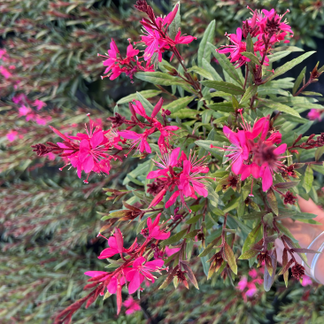 1加仑千鸟花基地大量生产量大私聊