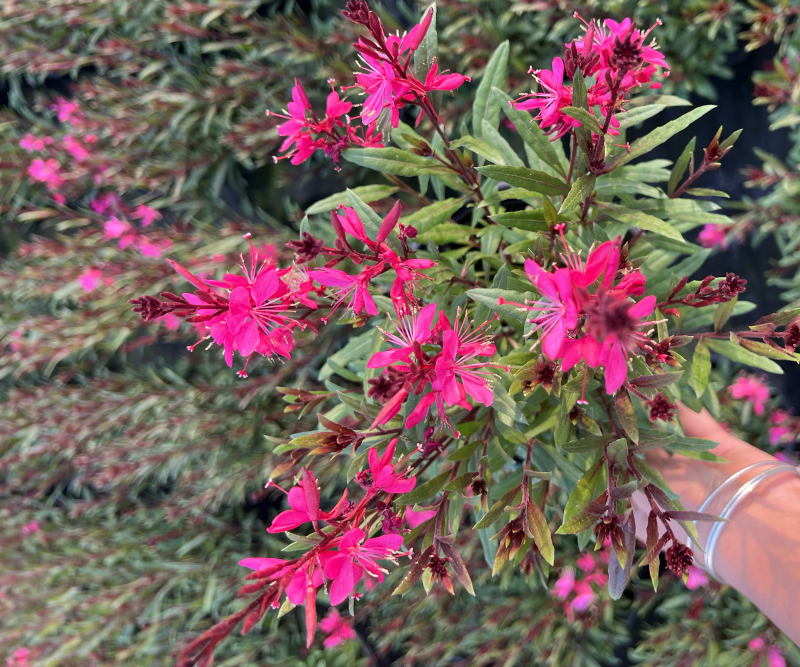 1加仑千鸟花基地大量生产量大私聊