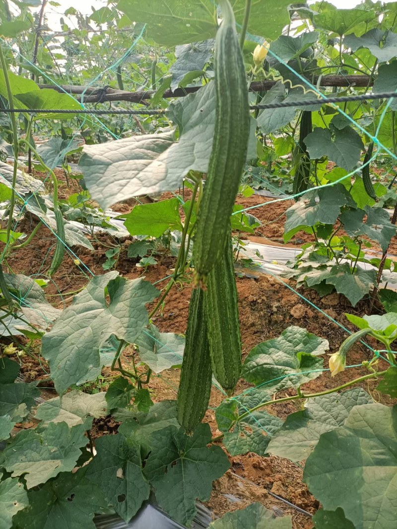 广西新鲜丝瓜现摘现发