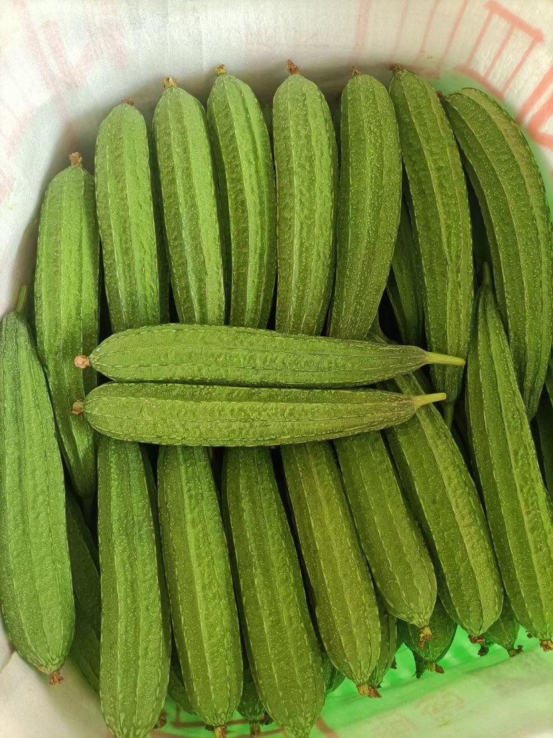 广西新鲜丝瓜现摘现发