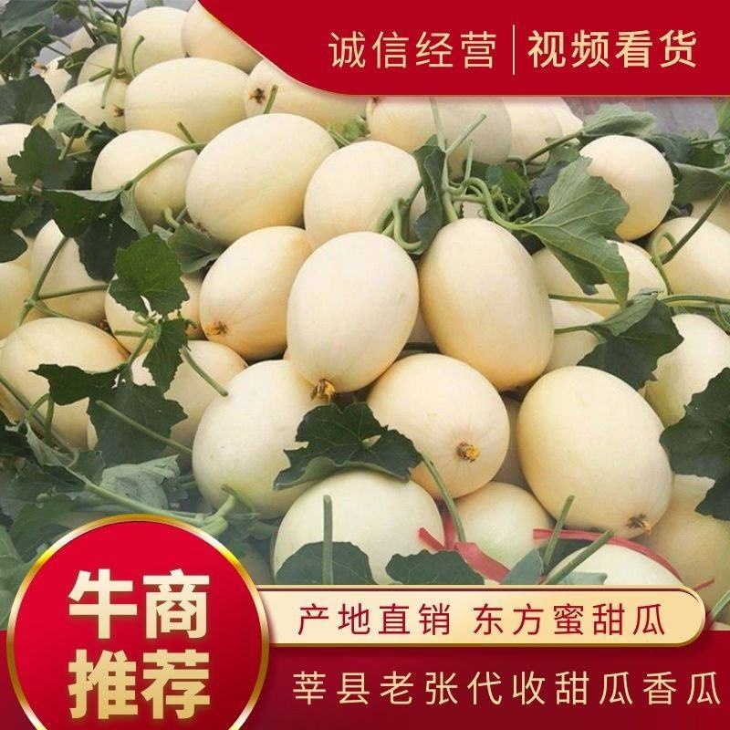 东方蜜甜瓜莘县头茬吊瓜红金蜜一手货源专业代收规格齐全